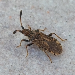 Strobilotoma typhaecornis