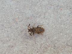 Strobilotoma typhaecornis