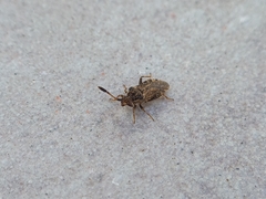 Strobilotoma typhaecornis