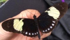 Heliconius cydno