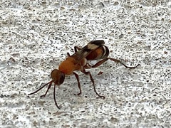 Psorthaspis legata