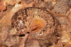 Philomycus togatus