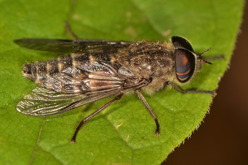 Hybomitra microcephala · iNaturalist