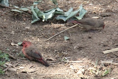 Lagonosticta senegala