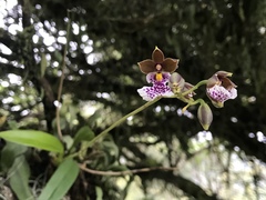 Caucaea