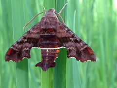 Amphion floridensis
