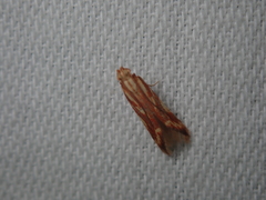 Metzneria aprilella