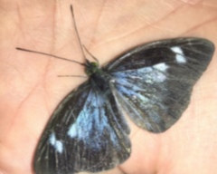 Leptophobia caesia