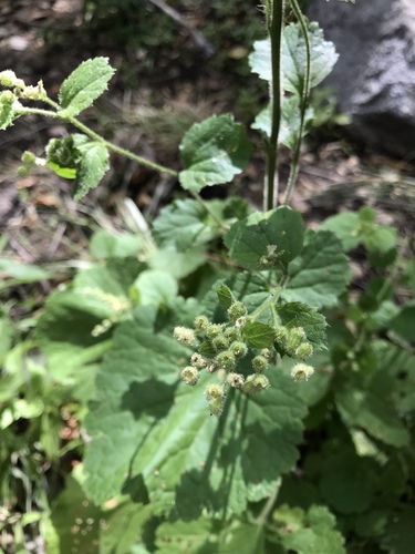 Roundleaf brookfoam (Boykinia rotundifolia)