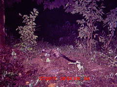 Paradoxurus hermaphroditus