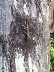 Anolis gundlachi
