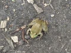 Lithobates clamitans