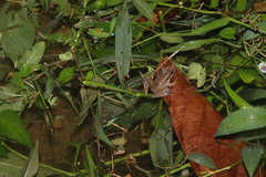 Indosylvirana nicobariensis