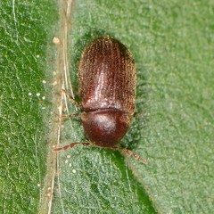 Sculptotheca puberula