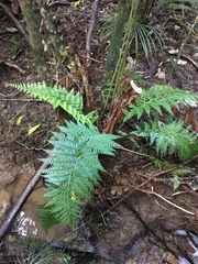 Asplenium gracillimum