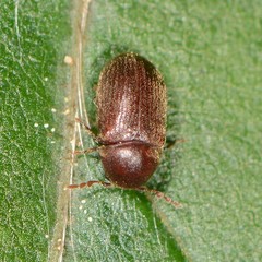 Sculptotheca puberula