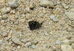 Catagramma tolima tehuana