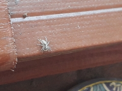 Menemerus bivittatus