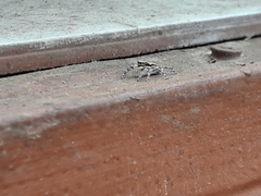 Menemerus bivittatus