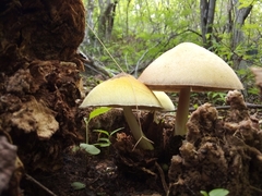 Volvariella bombycina flaviceps