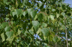 Betula pendula