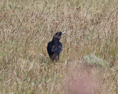 Corvus capensis capensis