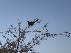 Corythaixoides concolor concolor