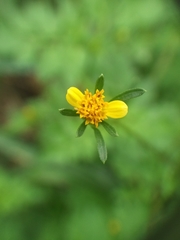 Bidens bipinnata