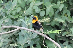 Euplectes hordeaceus