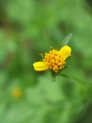 Bidens bipinnata