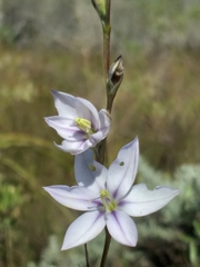 Gladiolus stellatus