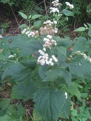 Ageratina altissima