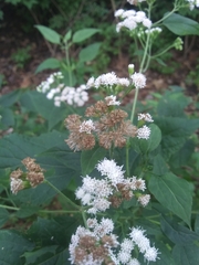Ageratina altissima