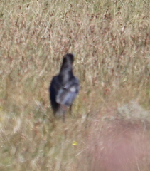 Corvus capensis capensis