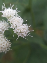 Ageratina altissima