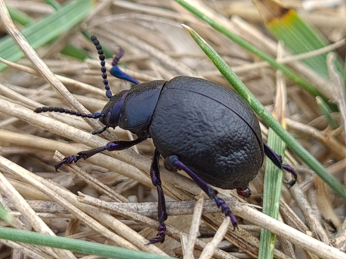Timarcha maritima