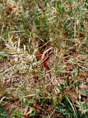 Eupholidoptera smyrnensis