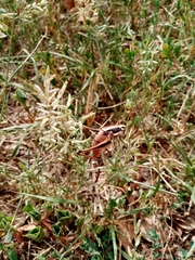 Eupholidoptera smyrnensis