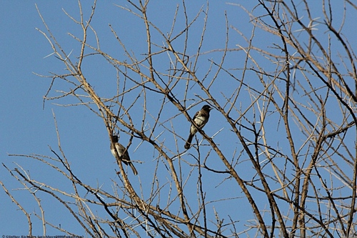 Pycnonotus barbatus schoanus