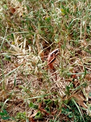 Eupholidoptera smyrnensis