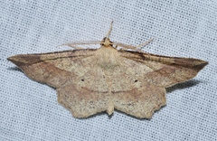 Euchlaena pectinaria
