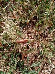 Eupholidoptera smyrnensis