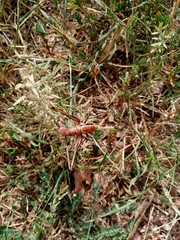 Eupholidoptera smyrnensis