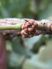 Andricus quercusstrobilanus