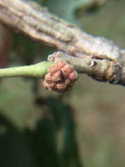 Andricus quercusstrobilanus