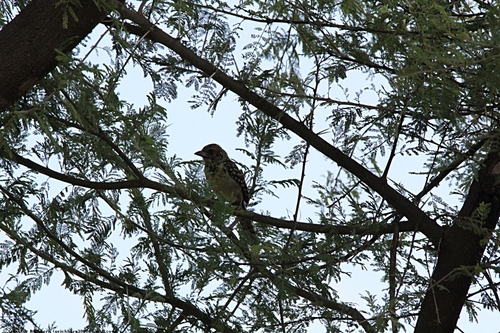 D'Arnaud's Barbet