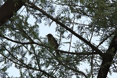 Trachyphonus darnaudii