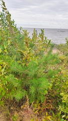Pinus sylvestris