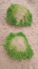 Poaceae