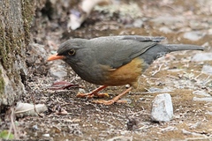 Turdus abyssinicus